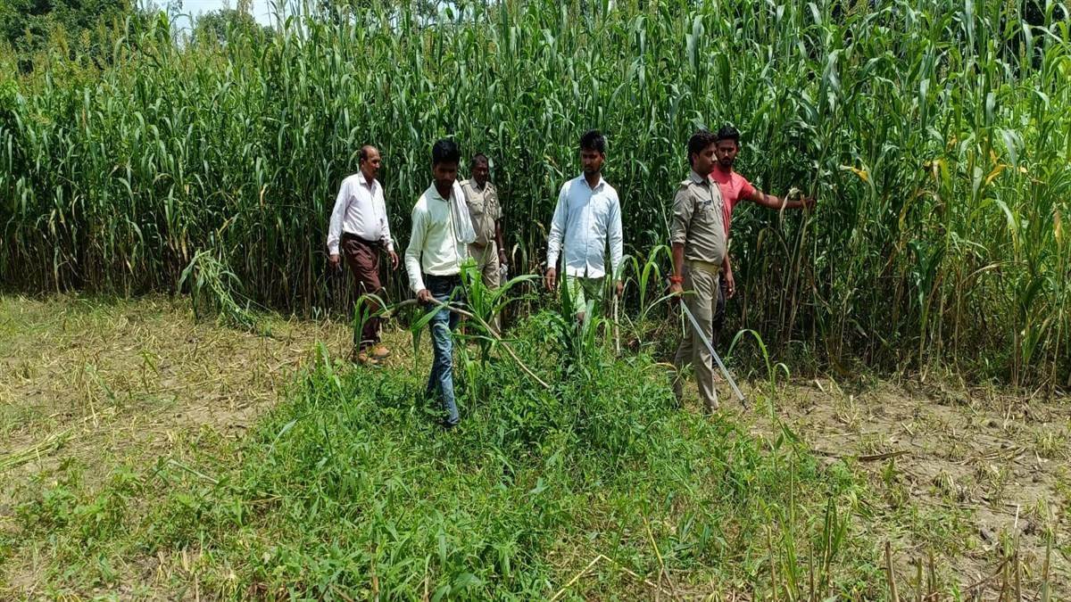 Leopard in Barabanki: दस्तक से दहशत, कार के सामने दो मिनट तक खड़ा रहा तेंदुआ, वन विभाग कांबिंग में जुटा - Vimarsana News
