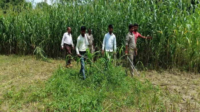 वन विभाग की टीम ने कांबिंग शुरू कर दी है।