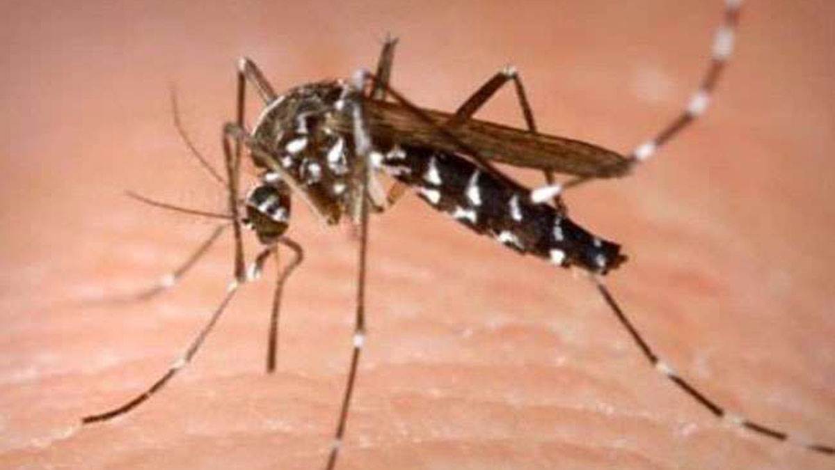 Dengue: Second tier & medical college hospitals asked to open fever clinics Dengue: Second tier & medical college hospitals asked to open fever clinics