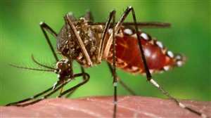 उत्‍तराखंड में डेंगू (Dengue) के मामले लगातार बढ़ रहे हैं।