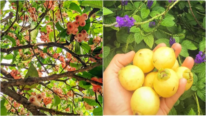 Gulab Jamun Benefits: जानें एक ऐसे फल के बारे में जिसे कहते हैं 'गुलाब जामुन'