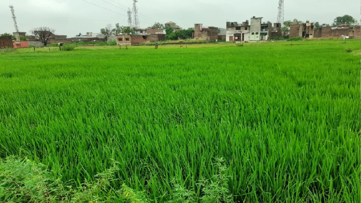 कुशीनगर में झूमकर बरसे बदरा, कहीं फसलों को मिली संजीवनी तो कहीं किसानों को उठाना पड़ा नुकसान