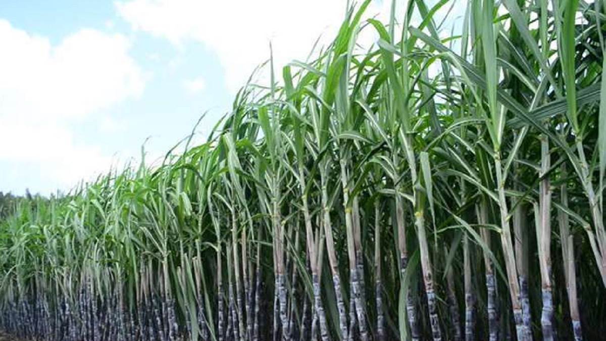 Farmers In UP: खूब गन्ना उगाने वाले किसान होंगे पुरस्कृत, पीलीभीत के गुरजीत और मेरठ के परमाल अव्वल - Vimarsana News