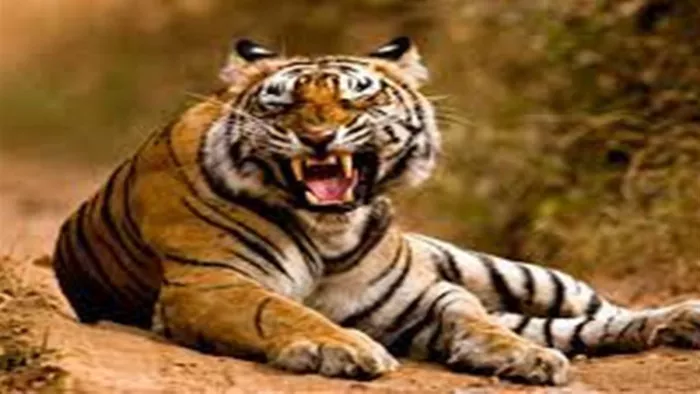 Balaghat News: मवेशी चरा रहे चार युवकों पर बाघ ने हमला कर दिया