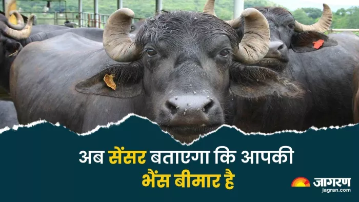 केंद्रीय भैंस अनुसंधान केंद्र बना रहा भैंस की बीमारी की पता लगाने वाला सेंसर (फाइल फोटो)।