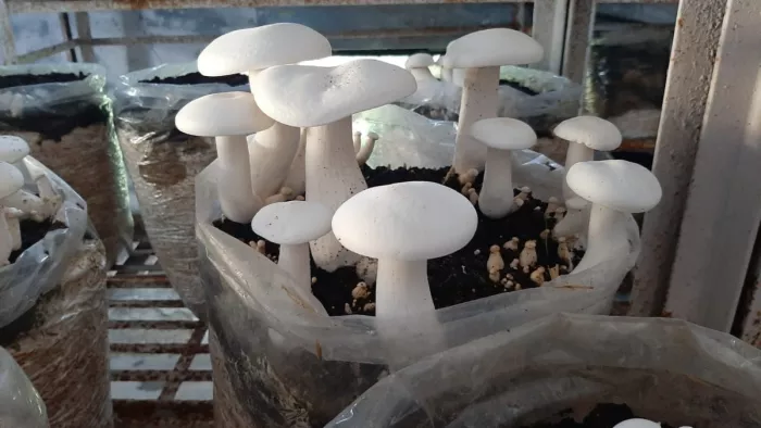 मशरूम की खेती में प्रशिक्षित युवाओं के लिए खुशखबरी