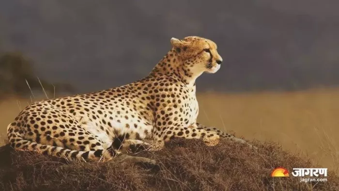 कूनो नेशनल पार्क में किसी भी चीते की मौत रेडियो कॉलर के कारण नहीं हुई: प्रोजेक्ट प्रमुख एसपी यादव