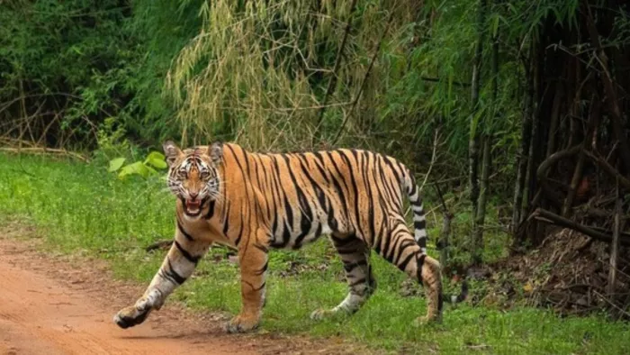 टाइगर स्टेट तो बन गए है, लेकिन बाघों को बचाना एक बड़ी चुनौती है।