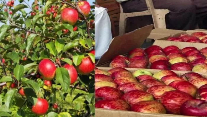 इस वर्ष सेब 1300 से 1700 रुपये प्रति पेटी बिक रहा है