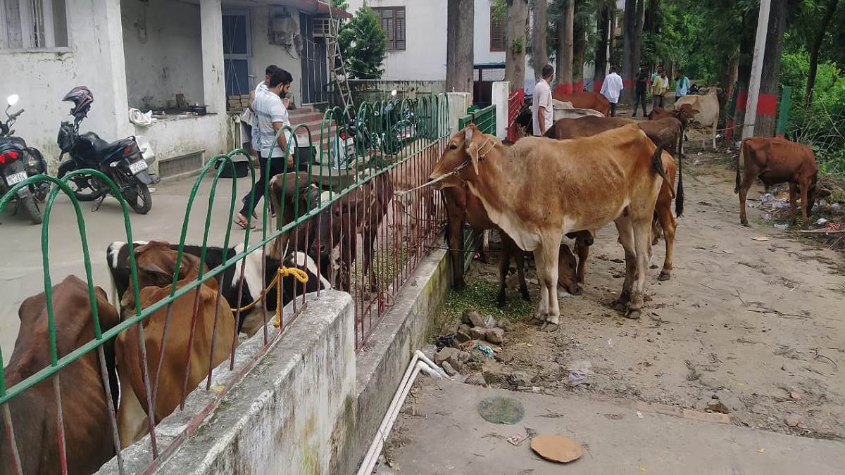 https://www.jagranimages.com/images/newimg/15092025/15_09_2025-animal_r_24047727.jpg