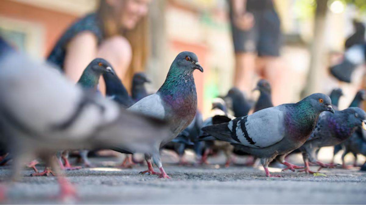 5 tips to keep pigeons away from balcony check details here