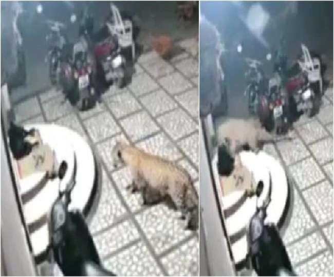 Video: घर के बाहर सो रहे कुत्ते की तरफ बढ़ा तेंदुआ, किया अटैक और फिर...