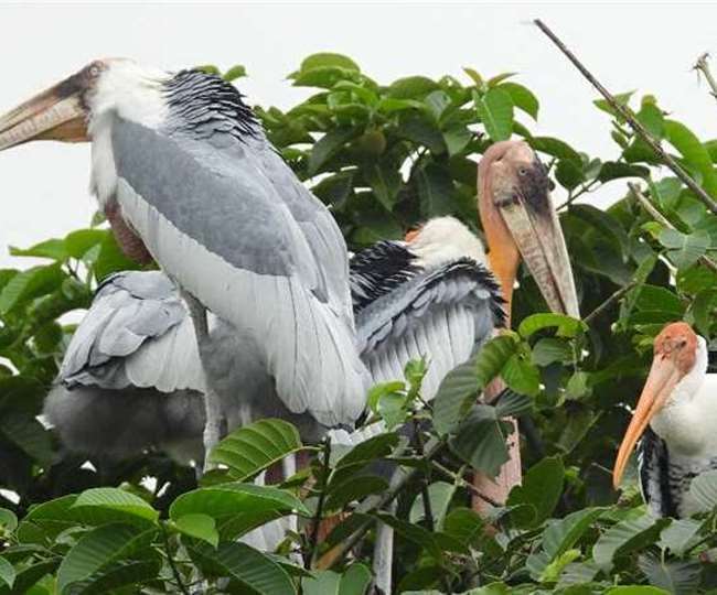 State Bird Stork : राजकीय पक्षी सारस को भा रही नाथ नगरी का आवोहवा