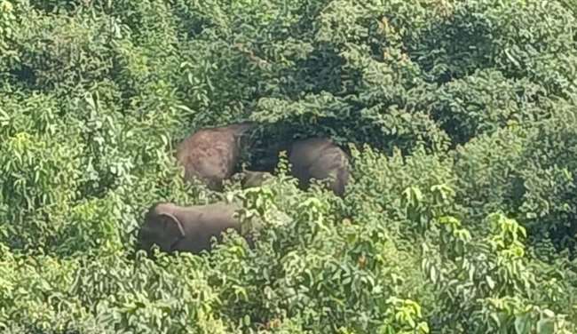 नवादा के रतनपुर गांव से सटे जंगल में हाथियों का झुंड। जागरण