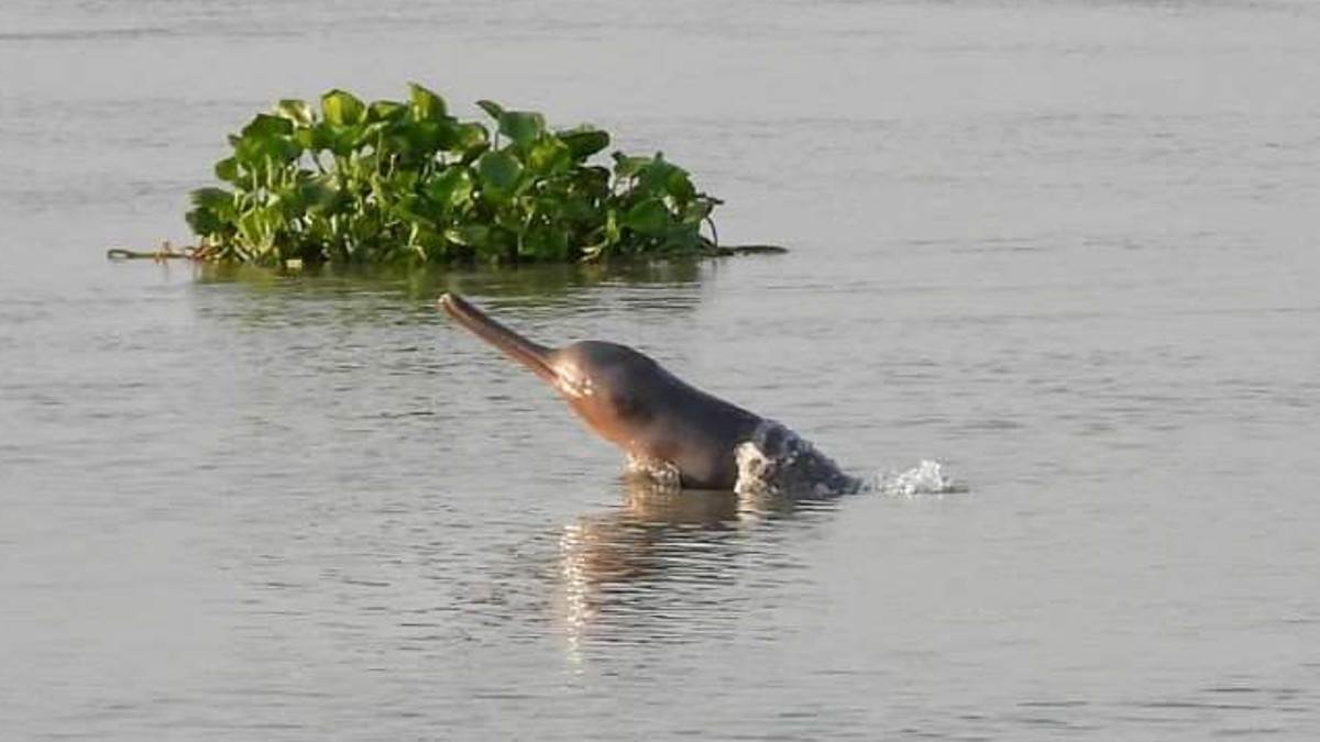 भागलपुर में बढ़ी डॉल्फिन की संख्या, पहले थी 188।