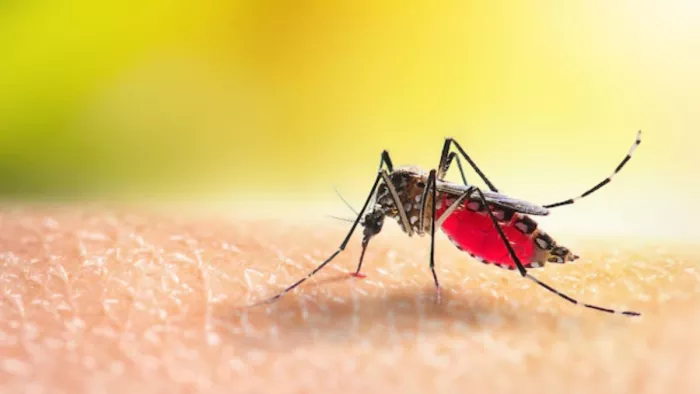 Dengue: ये मच्छर आपके घर में रखे कूलरों, गमलों के पानी में भी पाये जाते हैं।