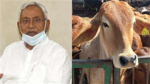 बिहार के मुख्यमंत्री नीतीश कुमार गाय पालेंगे।