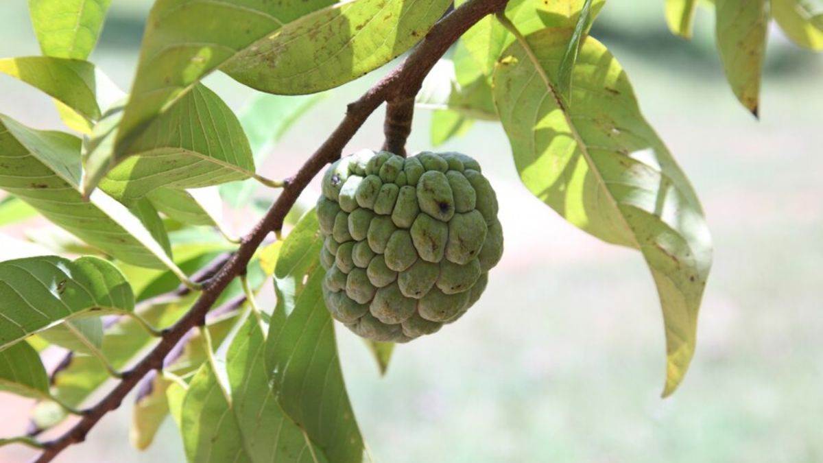 https://www.jagranimages.com/images/newimg/15102023/15_10_2023-custard_apple_23556084_1659501.jpg