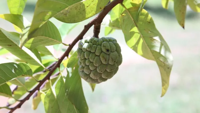 Benefits Of Custard Apple leaves: सीताफल की पत्तियों के फायदे