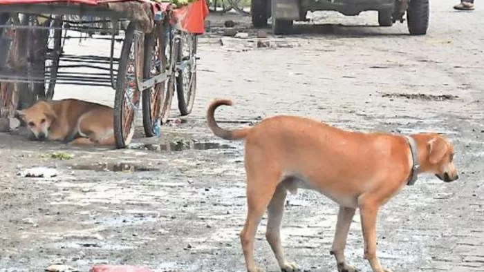 गाजियाबाद में कुत्तों का आतंक! 24 घंटे में 19 बच्चों समेत 183 लोगों को बनाया शिकार।