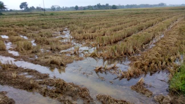 बेमौसम बारिश से किसान परेशान, धान की फसल को नुकसान - Farmers upset due to unseasonal rains, damage to paddy crop - Jharkhand Jamshedpur General News