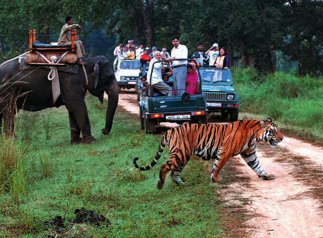 https://www.jagranimages.com/images/newimg/15112021/15_11_2021-corbett2_22207514.jpg