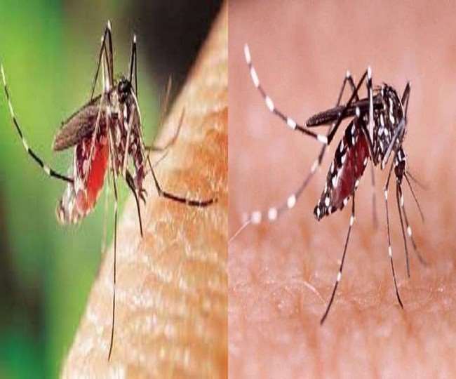 सोमवार को जालंधर में डेंगू के 19 नए मामले सामने आए। सांकेतिक चित्र।