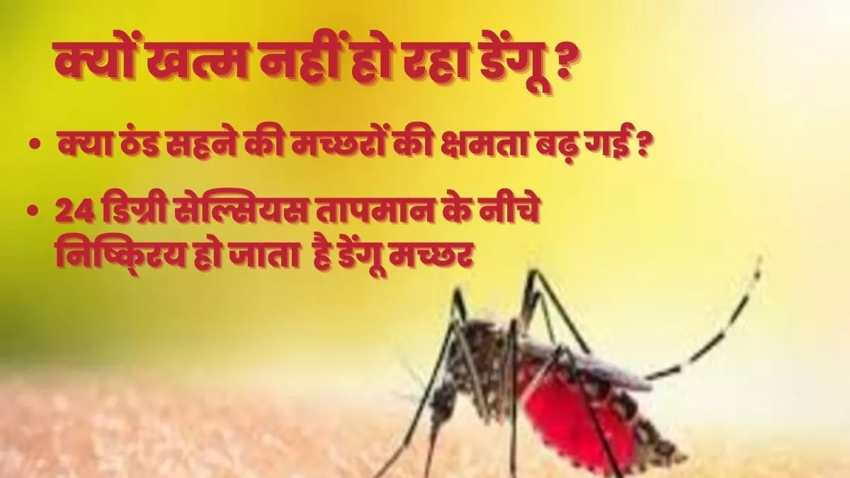 Dengue Mosquitoes ठंड बढ़ने पर भी क्यों नहीं मर रहे, क्या मच्छरों में बढ़ गई ठंड सहने की क्षमता, जानें वजह