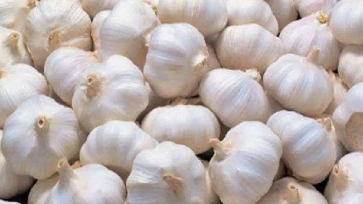 Delhi News: लहसुन उत्पादन में चीन को चुनौती देगा भारत, विज्ञानी जुटे नई  किस्म के विकास में - Benefits of Garlic: India challenge to China in garlic  production through new variety Jagran