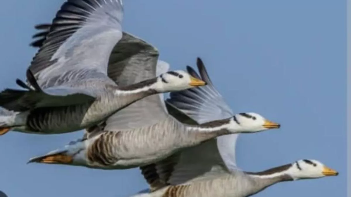 Migrated Birds: गुलाबी सर्दी के साथ बिखरने लगी विदेशी पक्षियाें की रंगत, आगरा में Wetlands पर डाला डेरा