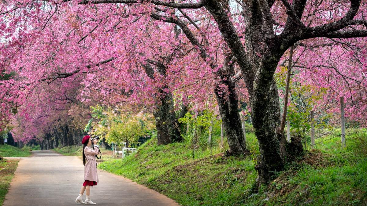 https://www.jagranimages.com/images/newimg/15112023/15_11_2023-cherry_blossom_festival_shillong_2023_f_23580845.jpg