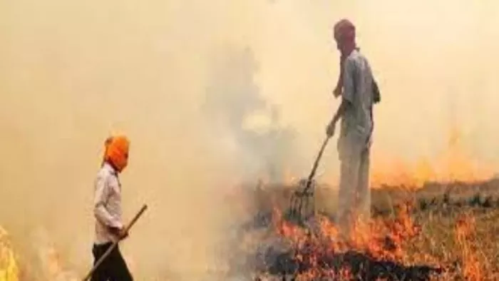 पंजाब में फिर बढ़े पराली जलाने के मामले। फाइल फोटो