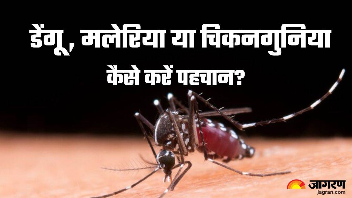 https://www.jagranimages.com/images/newimg/15112024/15_11_2024-dengue__2_23831651.jpg