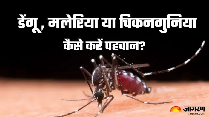 ऐसे करें डेंगू, मलेरिया और चिकनगुनिया में अंतर (Picture Credit- Freepik)