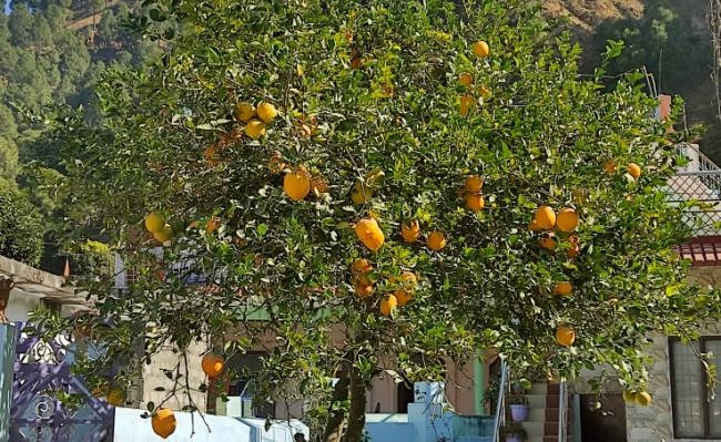 माल्टा और नीबू खरीदेगा उद्यान विभाग