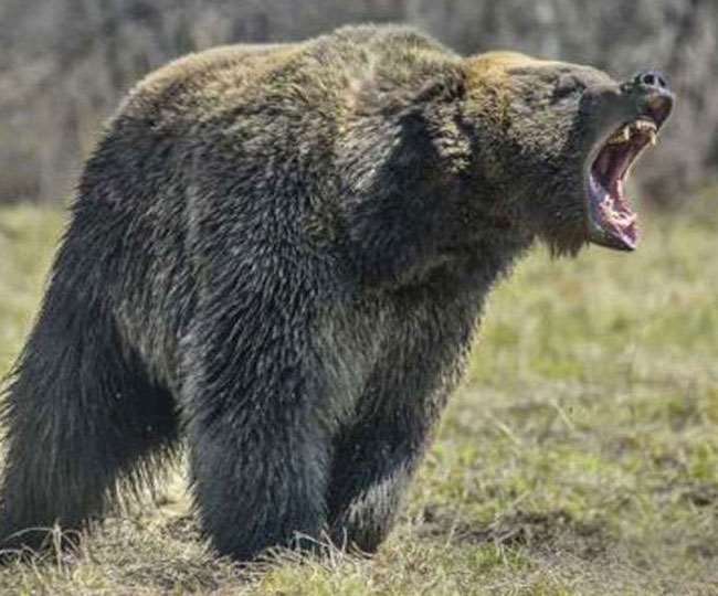 uttarkashi news bear attacked on youth when he was going for chani in olya village