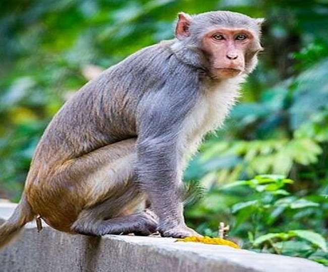 Monkey Vs Dog: महाराष्ट्र में बंदरों ने की भगदड़, अब तक 250 कुत्तों को मारा, ट्विटर पर आई मीम्स की बाढ़