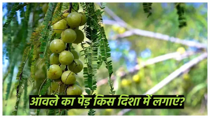 Amla Tree: वास्तु के अनुसार, घर की इस दिशा में लगाएं आंवले का पेड़।