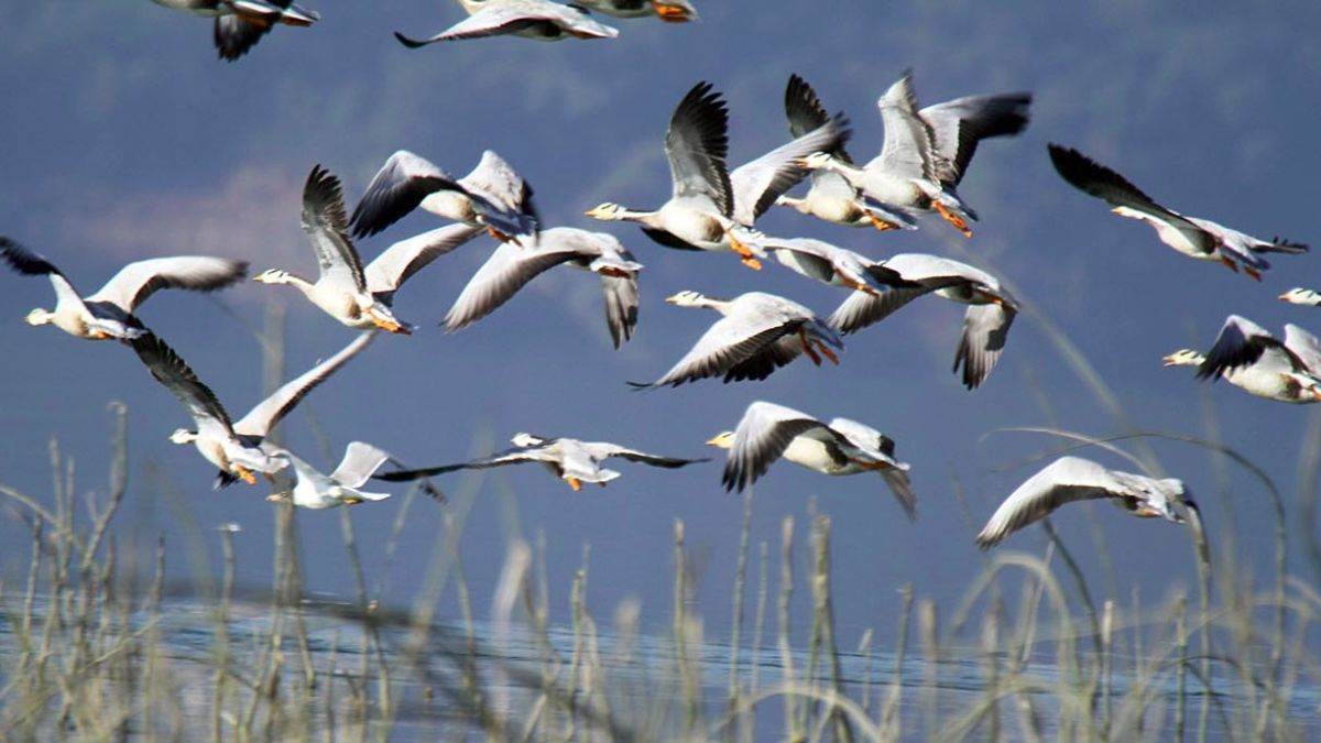 gharana wetland jammu huge boom of migratory birds red striped sarpatti sawan is enhancing the beauty