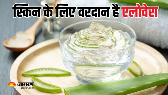 स्किन को ग्लोइंग और हाइड्रेटेड बनाएगा एलोवेरा (Picture Courtesy: Freepik)
