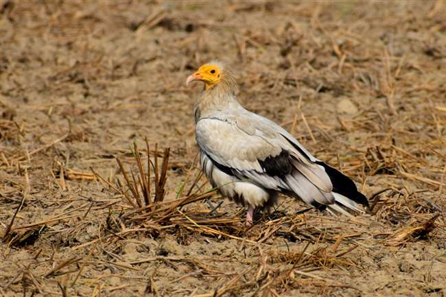 12 egyptian vultures found in faridpur range