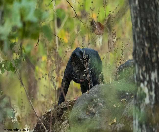 https://www.jagranimages.com/images/newimg/16012021/16_01_2021-black_leopard_21277873.jpg