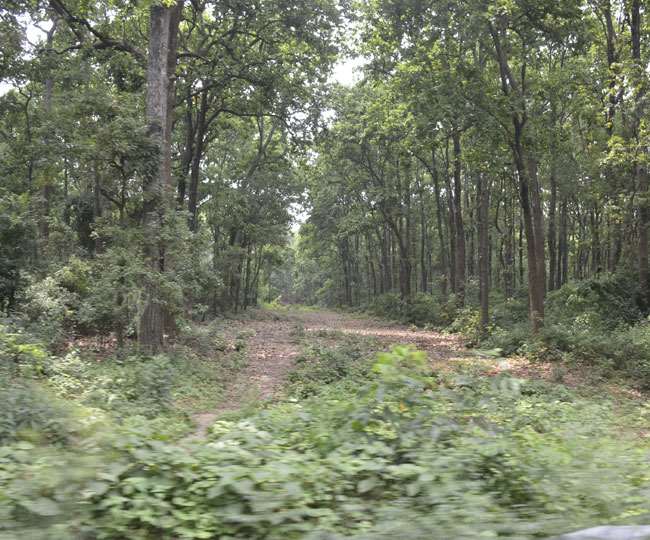 उत्तराखंड में वर्ष 2019 से 2021 के बीच कुल वनावरण (फारेस्ट कवर) में 2.09 वर्ग किलोमीटर का इजाफा हुआ।