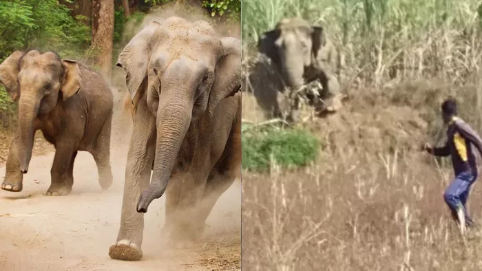 ओडिशा में मानव-हाथी मुठभेड़ के कारण गई हैं कई लोगों की जानें