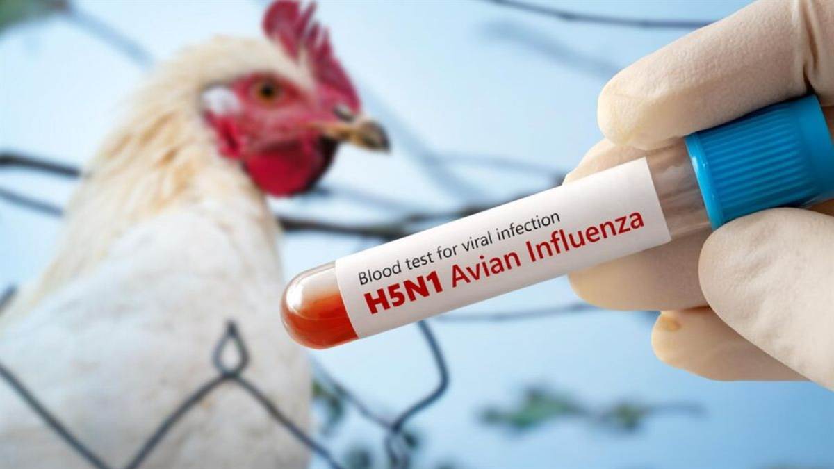 bird flu also spreads through home refrigerator from today never keep these 3 things in the refrigerator