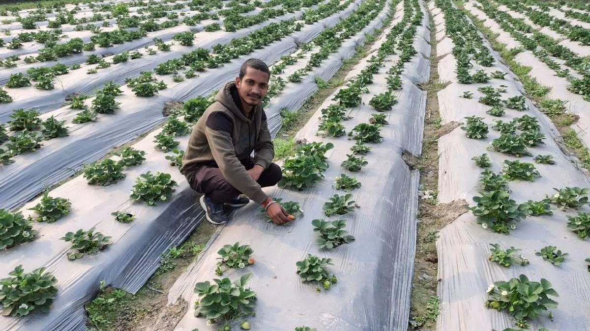 Strawberry Farming: स्ट्रॉबेरी की खेती कर पढ़ाई के साथ कमाई कर रहे सारण के कुणाल, लाखों में हो रहा मुनाफा