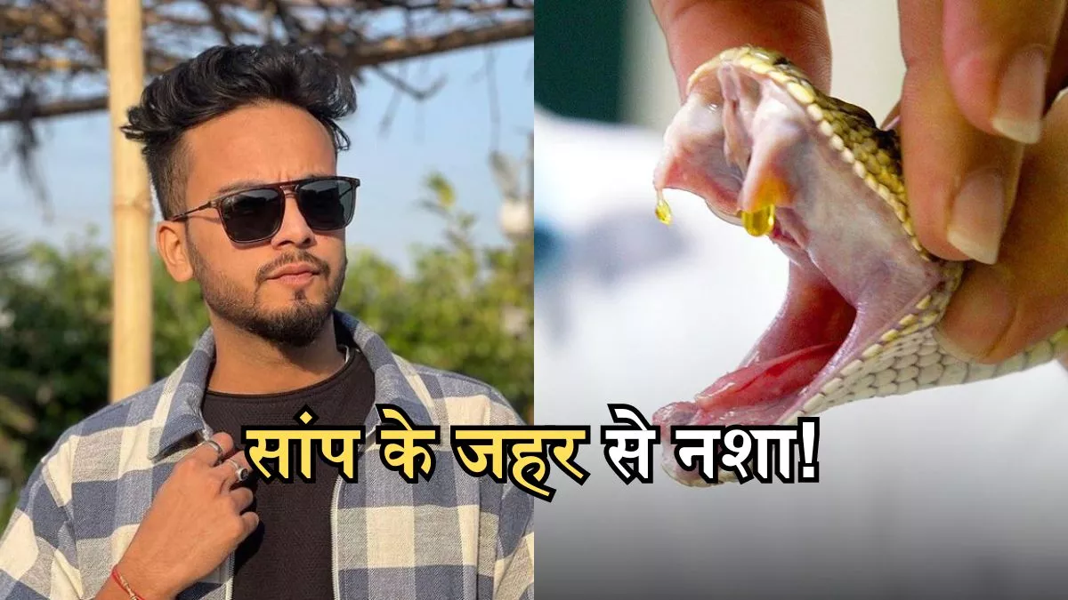 Elvish Yadav Snake Venom Case: कैसे होता है सांप के जहर से नशा, जिसका रेव  पार्टी में होता था इस्तेमाल? - Why does Snake Venom give a high know how it  is