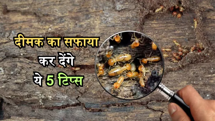 दीमक का परमानेंट इलाज कर देंगे ये 5 टिप्स