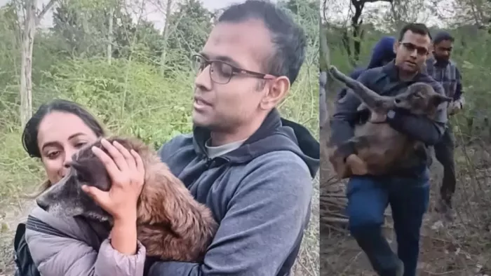 Agra News: मेहताब बाग के जंगल में मादा स्वान ग्रे हाउंड को दुलार करते दीपायन घोष और कस्तूरी। सौजन्य स्वयं