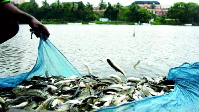 मछली पालने पर सरकार दे रही 90 फीसदी तक अनुदान